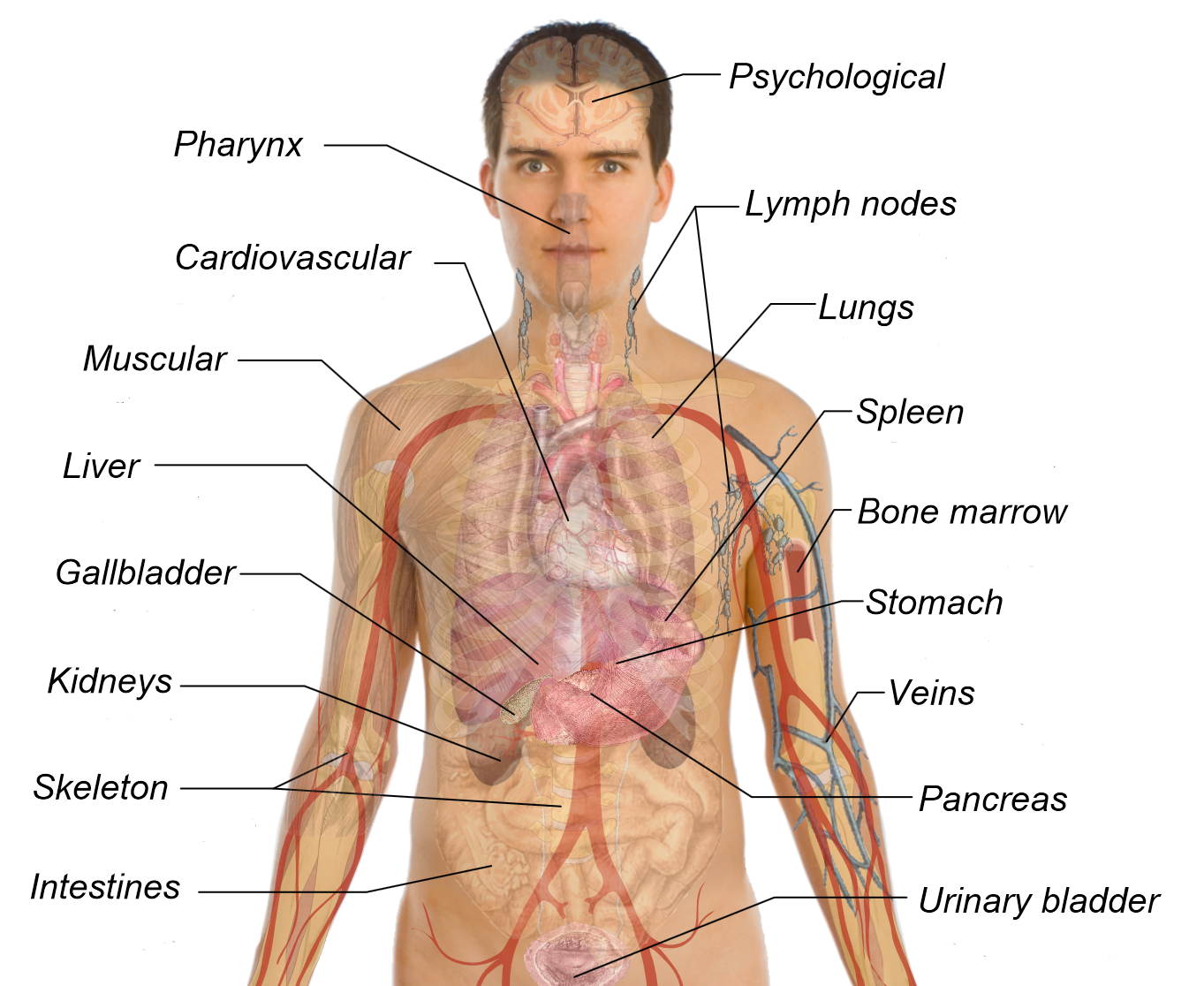 Diagram Of The Human Body Organs | Search Results | Brain Anatomies