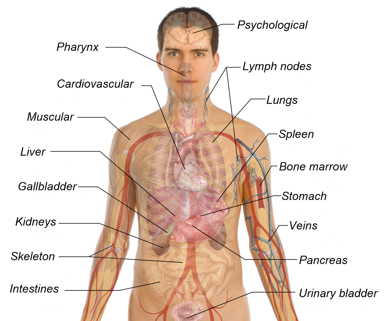 Blank Human Body Diagram/Template
